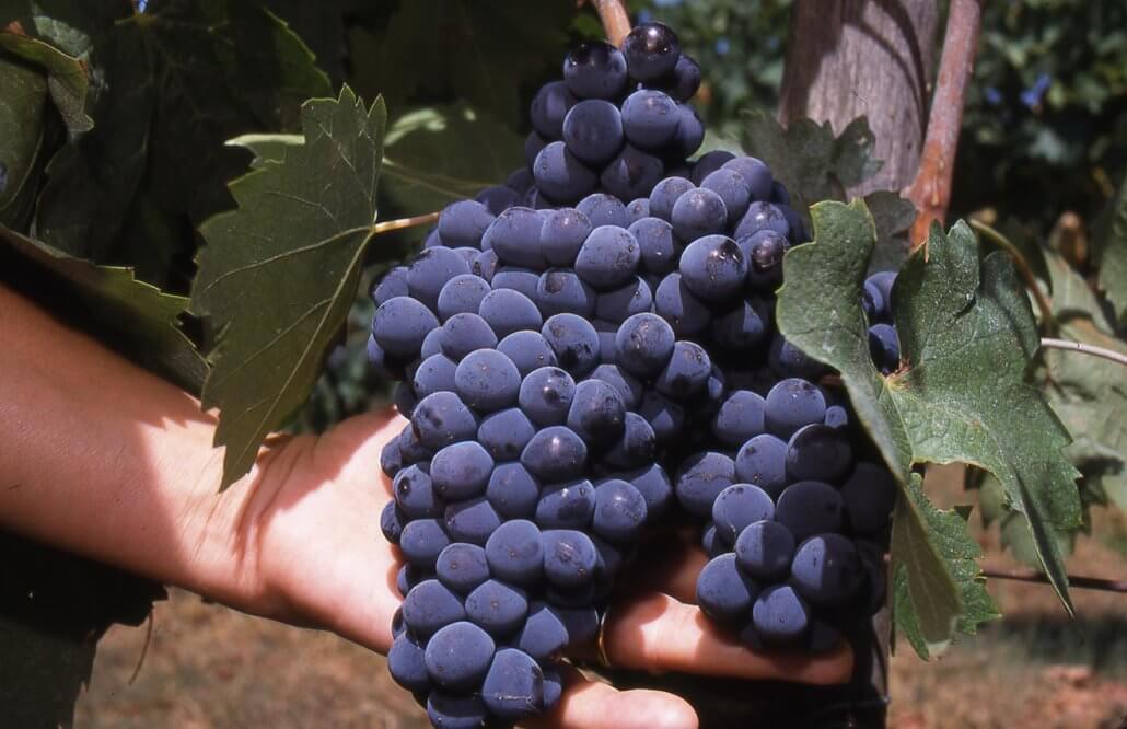 Soldera Wines: Sensational Super Tuscans With A Hollywood-Worthy Backstory – Reprise