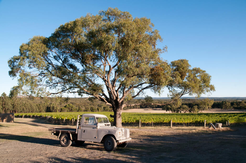 Bindi Block 8 Pinot Noir Australian Wine: A Peacock’s Tail Of Exploding Flavors