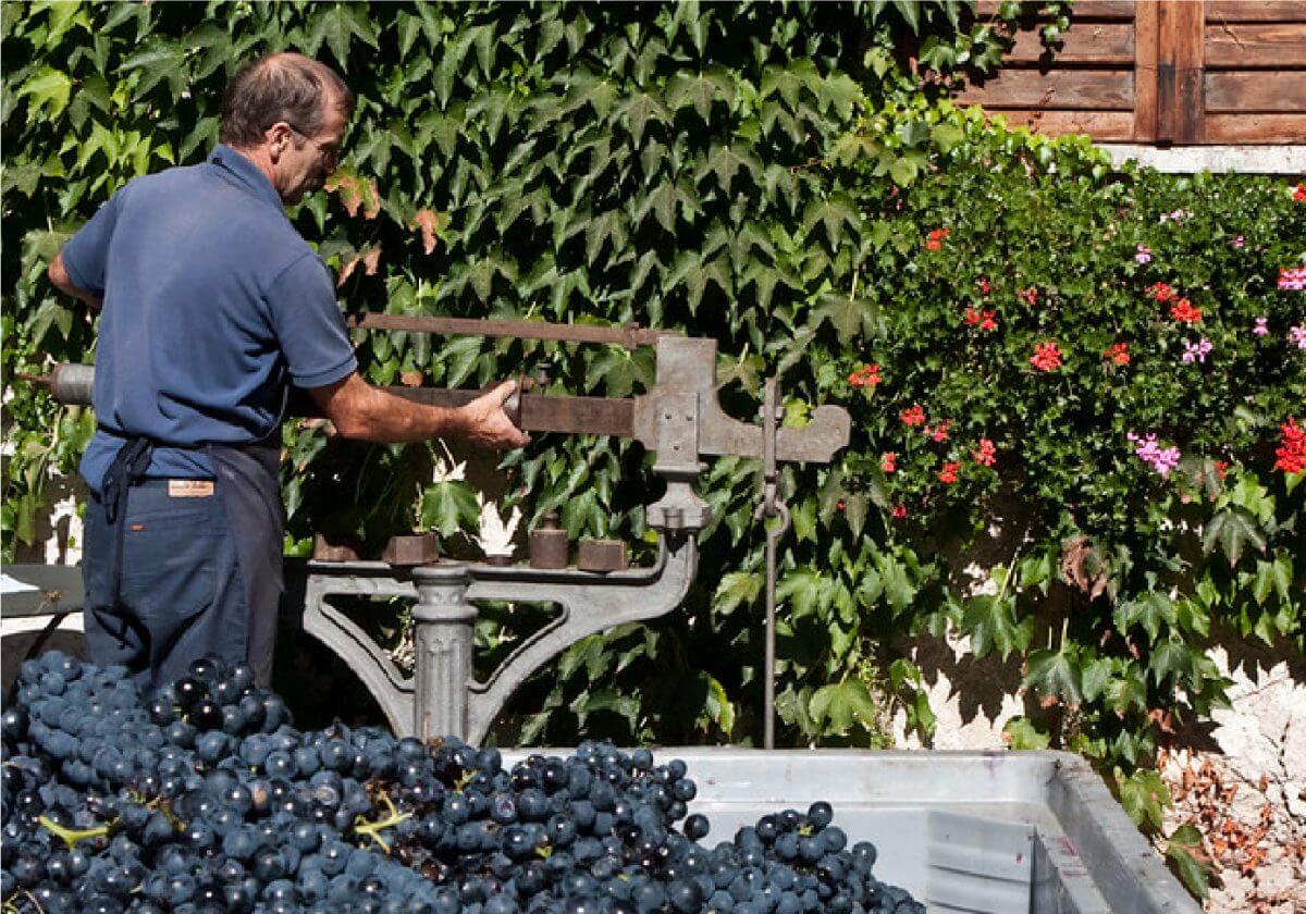 Foradori: Exciting Local Grape Varieties From Trentino, Italy