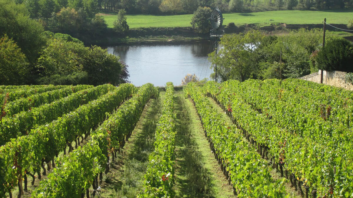 Charles Joguet Wines From Chinon: The Loire Valley In France Does Make Sensational Reds