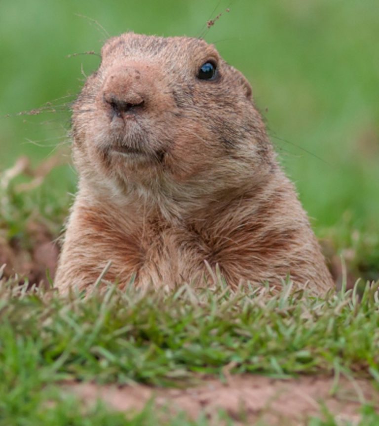 Time, Seasons, Groundhog Day And Six More Weeks Of Winter