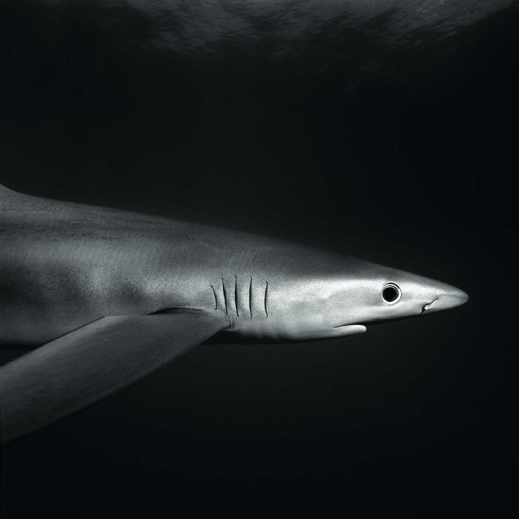 Win not one but TWO Blancpain watches in this charity fundraiser for ocean conservation