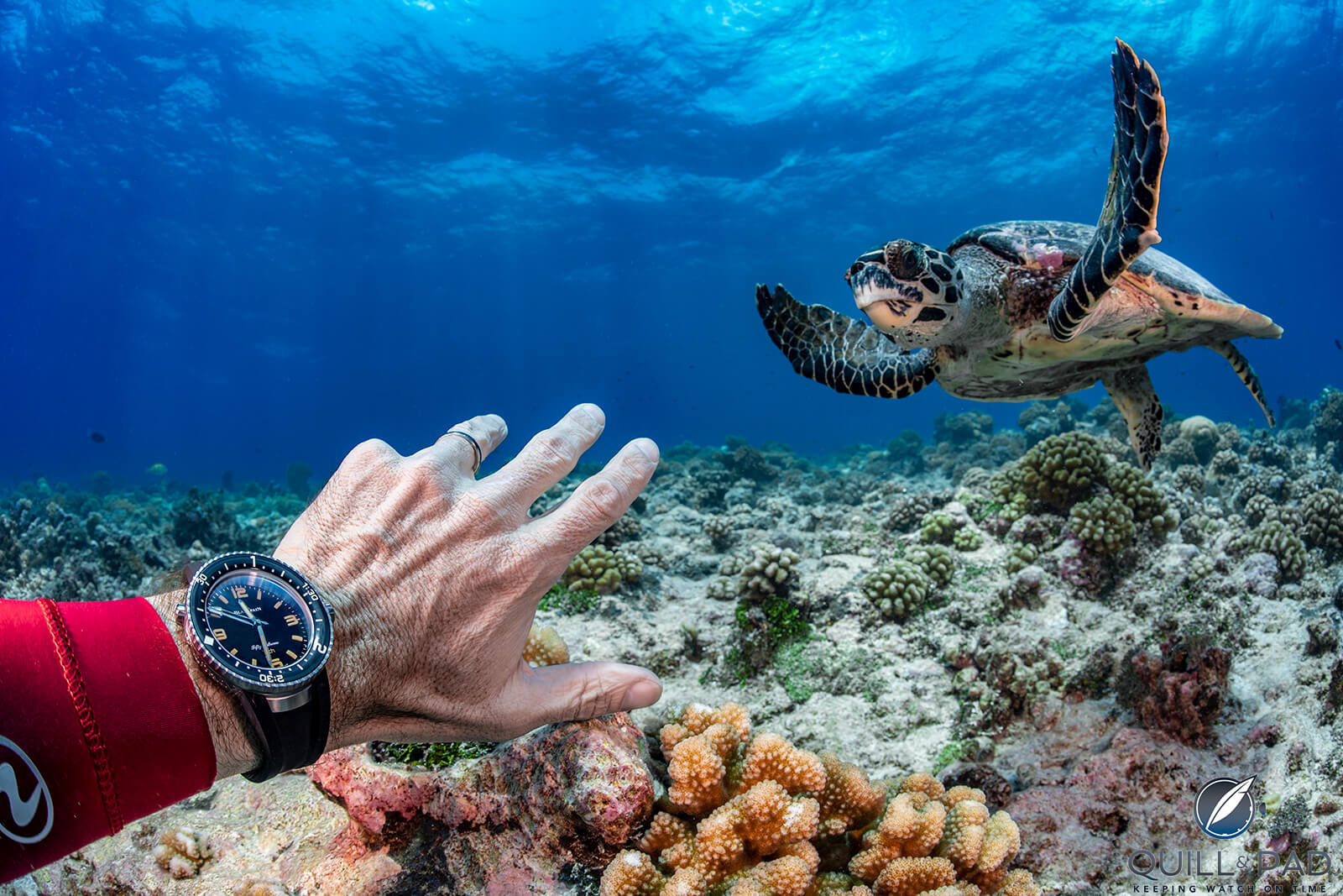 Why a Dive Watch should Never Be Haute Horlogerie