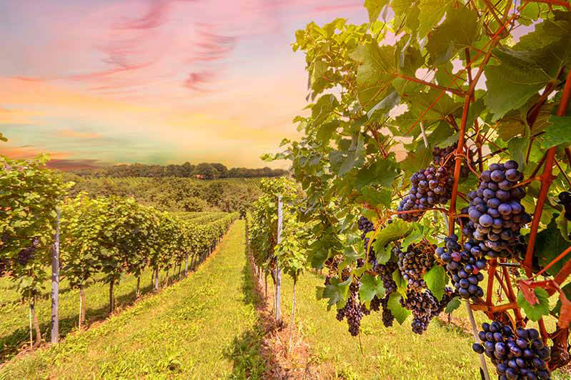 Bartolo Mascarello: Not just a Great Italian Winery, but One of the World’s Great Wineries