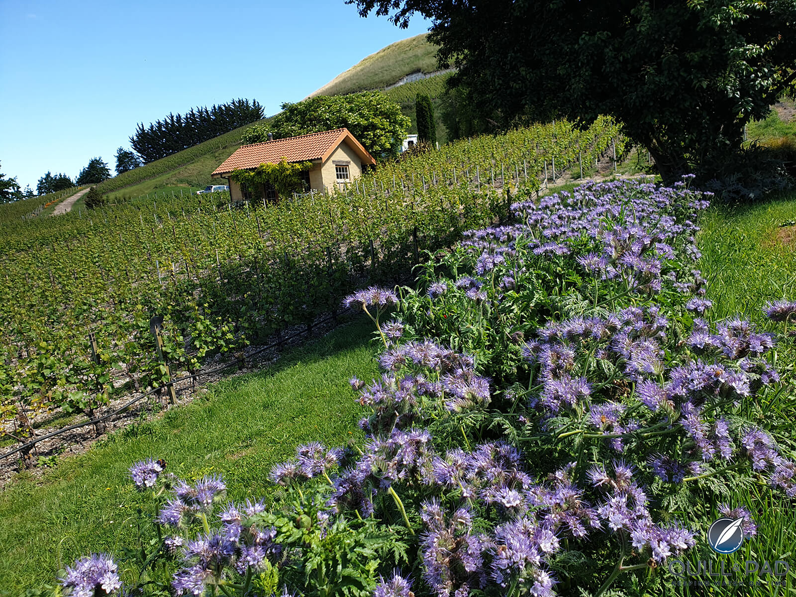 Bell Hill: Sensational Wines from the South Island of New Zealand
