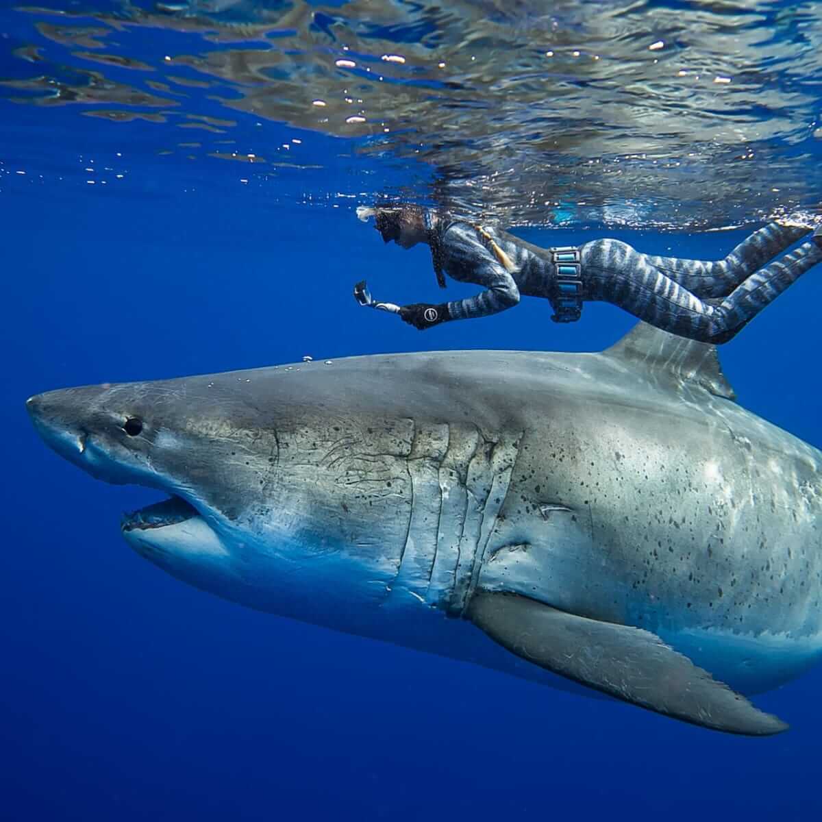Who’s Afraid of the Big Bad Shark?Nix on Tricks, ‘Cause Sharks and Peeps Don’t Mix!